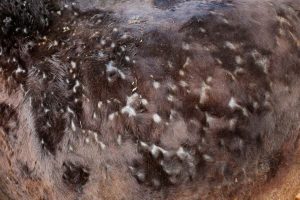 Doença viral ameaça gado francês
