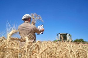 Argentina caminha para colheita recorde de trigo: Brasil é maior comprador