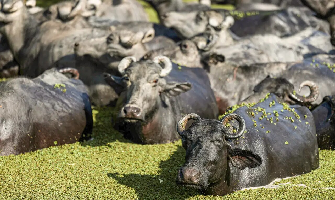 Invasão de búfalos ameaça ecossistema e força ICMBio a iniciar abate experimental