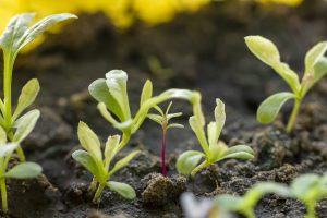 Coinoculação promete aumentar a produtividade da soja em 10%