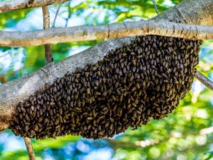 Ataques de abelhas na área urbana: Como se proteger