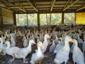 Família intensifica produção de marrecos às vésperas das festas de outubro