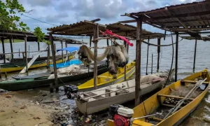 Defeso da piracema: Pesca comercial está restrita no país