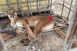 Onça-parda é encontrada no telhado de casa por produtor rural