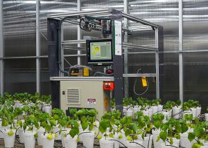 Robô usa luz para diagnóstico precoce de doença em algodão e soja