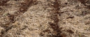 Manejo do solo é aliado contra perdas causadas por eventos climáticos