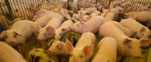 Suinocultura resiste a cenário de crises e deve seguir crescendo em 2026