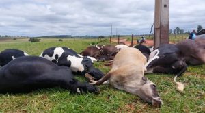 Descarga elétrica causa morte de 19 vacas em propriedade rural
