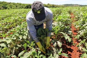 Painel mostra importância da agropecuária para economia