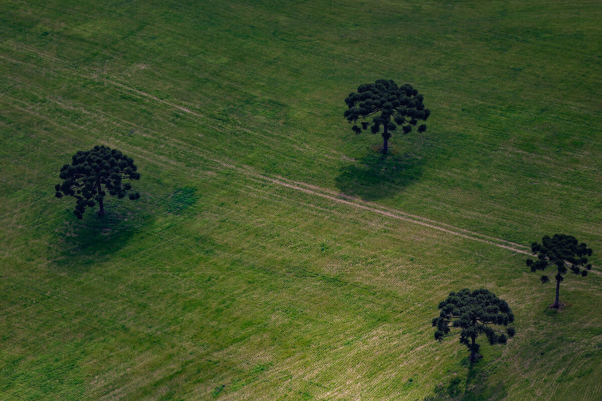 TRF4 mantém vitória do Paraná sobre legislação ambiental