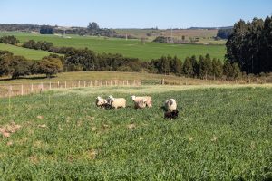 Lei que prevê aumento do investimento em conectividade rural é sancionada