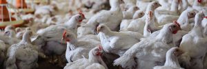 Avicultura sofre por descompasso entre custos e remuneração