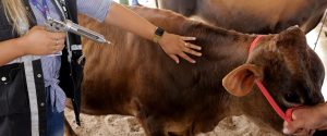 Paraná reforça medidas de combate a brucelose e tuberculose