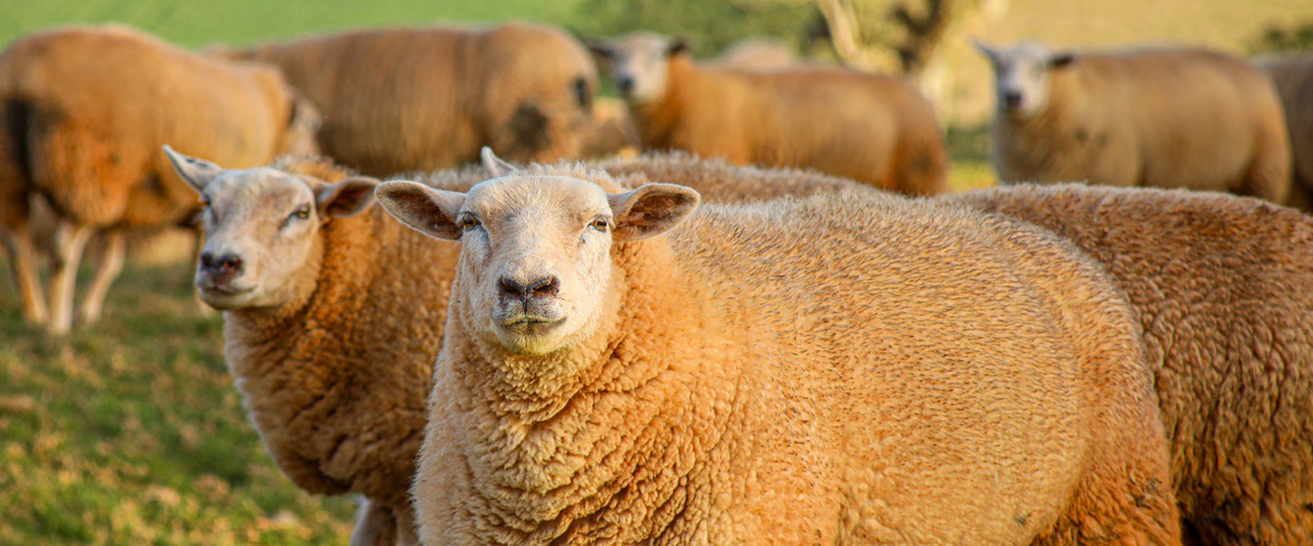 De olho no avanço da ovinocultura, FAEP mapeia o setor