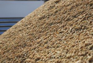 Exportação de arroz requer atenção a requisitos de qualidade