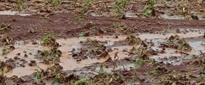 FAEP pede ampliação do crédito para amortização de dívidas por eventos climáticos
