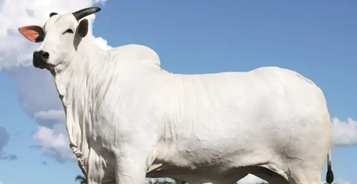 La vaca más cara del mundo: en Brasil se pagó USD 10 millones por una Nelore Donna