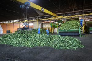 Pesquisa sobre erva-mate vai impulsionar inovações na cadeia produtiva