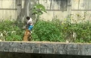 Homem morre após invadir recinto de leoa em zoológico