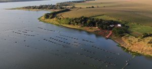 “Cultivo de tilápia não será proibido no Brasil”, afirma Ibama