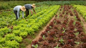 Estado destina R$ 2,97 milhões para projetos de escolas técnicas agrícolas