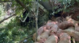Caminhão com porcos cai em ribanceira de rio