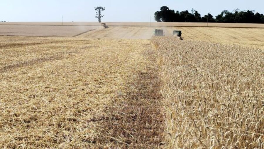 Colheita do trigo é finalizada