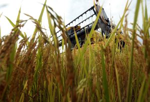 Por que 2025 foi duro para o arroz e o que muda no próximo ciclo