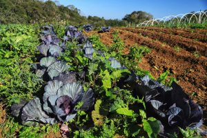 Renda Agricultor Familiar: quase mil famílias em vulnerabilidade