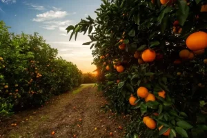 Clima adverso e greening reduzem projeção da safra de laranja
