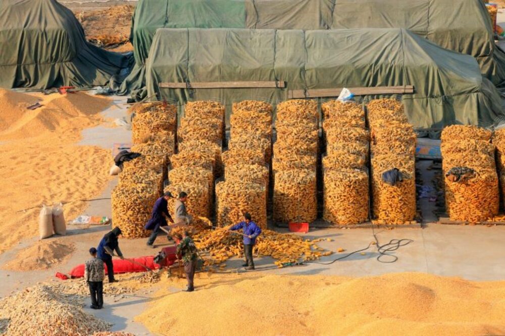 China bate novo recorde na produção de grãos