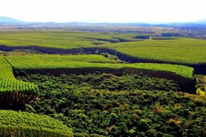 Congresso conclui novo modelo de licença ambiental especial