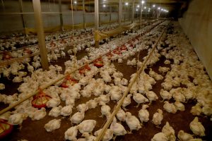 R$ 475 milhões são anunciados para impulsionar cadeia produtiva de frango