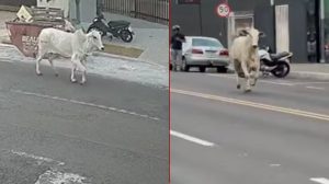 Boi escapa de transporte e provoca correria urbana