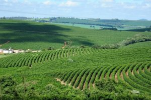 Estado cria certificação inédita para agricultura regenerativa