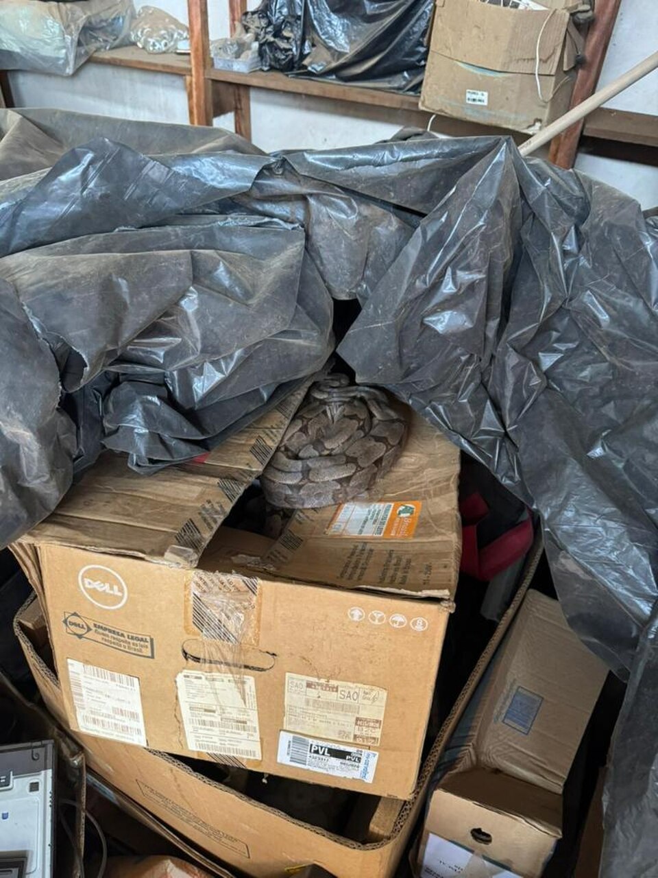 Visitante silenciosa no almoxarifado: quando o campo cruza a porta da cidade