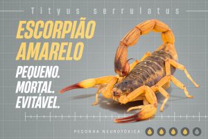 Campanha reforça cuidados e prevenção a picadas de escorpiões