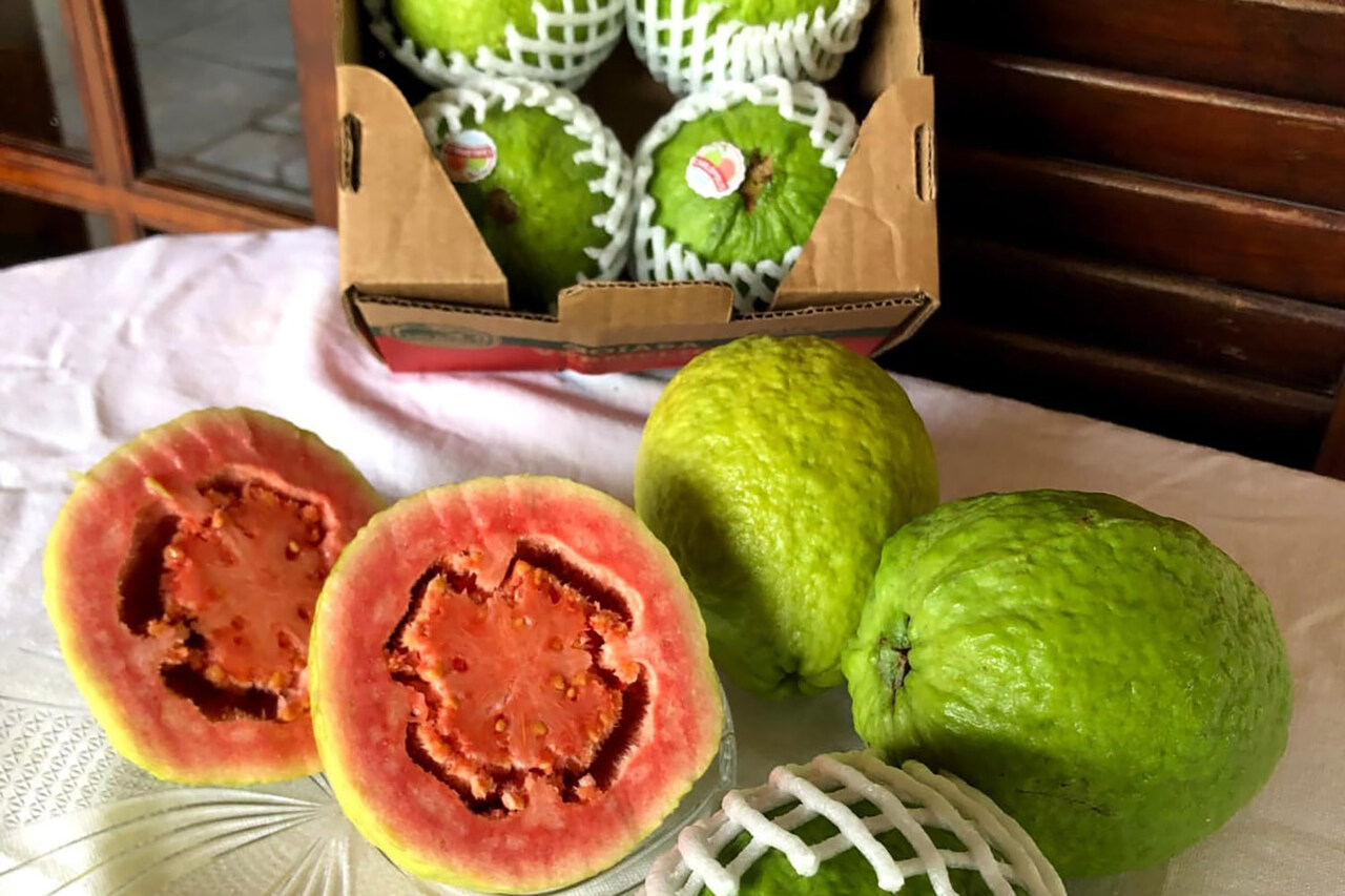 Goiaba paranaense conquista mercado europeu com primeira exportação direta