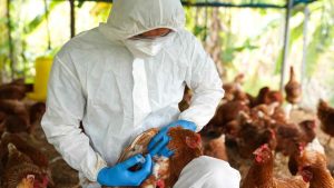Novo foco de gripe aviária volta a acender alerta no Brasil