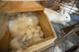 Pesquisa cria leite de coelha e mira aumento da produtividade