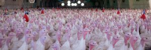 Estado se firma como referência nacional na produção de peru