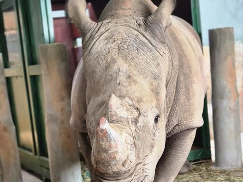 Rinoceronte de 2 toneladas vira “passageiro especial” no aeroporto