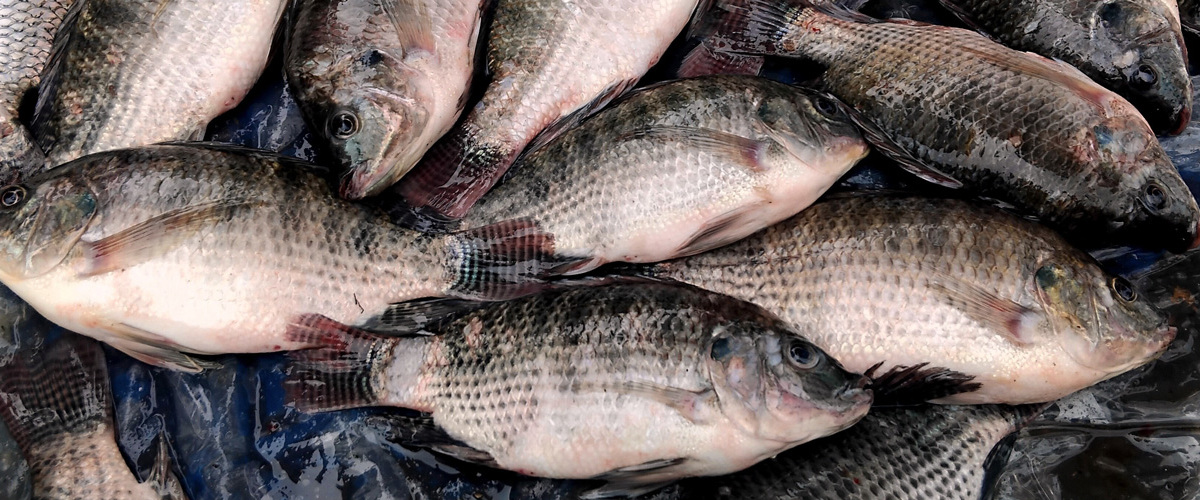 FAEP mobiliza para a não inclusão da tilápia na lista de espécie invasora