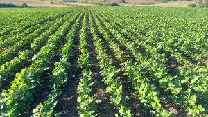 Chuvas recorrentes favorecem lavouras de soja no RS