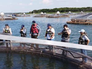 Instituto de Pesca avalia o uso de tanques-rede na piscicultura continental