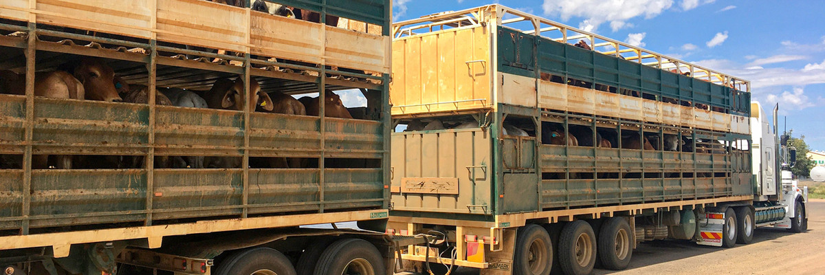 Novas regras para trânsito de animais reforçam o combate da brucelose e tuberculose