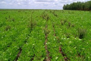 Bactéria da caatinga pode pôr fim em prejuízos no soja