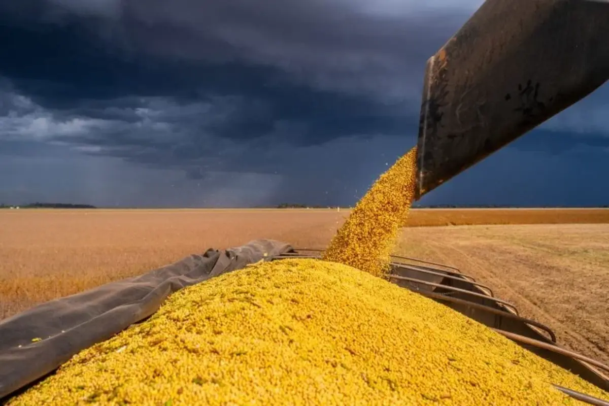 Gigantes do agro avaliam abandonar a moratória da soja