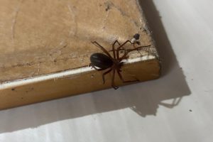Aranhas fazem mais de 28 mil vítimas no Paraná