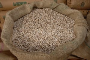 Maior produtor do Brasil já colheu 72% da “safra das águas” do feijão